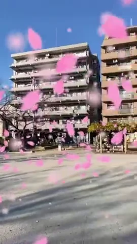 健軍の建物前で大きさの異なる桜の花びらが舞う実際のAR画面